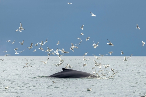 Reykjavik: avistamiento de ballenas premium con boleto flexible