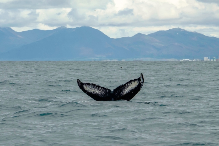 Reykjavik: oglądanie wielorybów premium z biletem elastycznymReykjavik: oglądanie wielorybów premium z elastycznym biletem