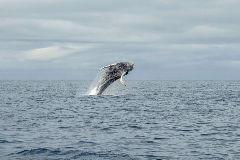 Reykjavik: oglądanie wielorybów premium z biletem elastycznymReykjavik: oglądanie wielorybów premium z elastycznym biletem