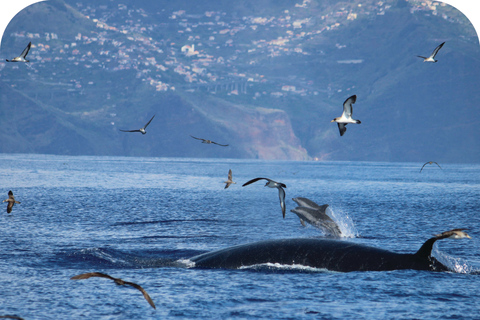 Madeira, Calheta: Whale and Dolphin Watching "H2oMadeira" Madeira Island: Whale and Dolphin Watching