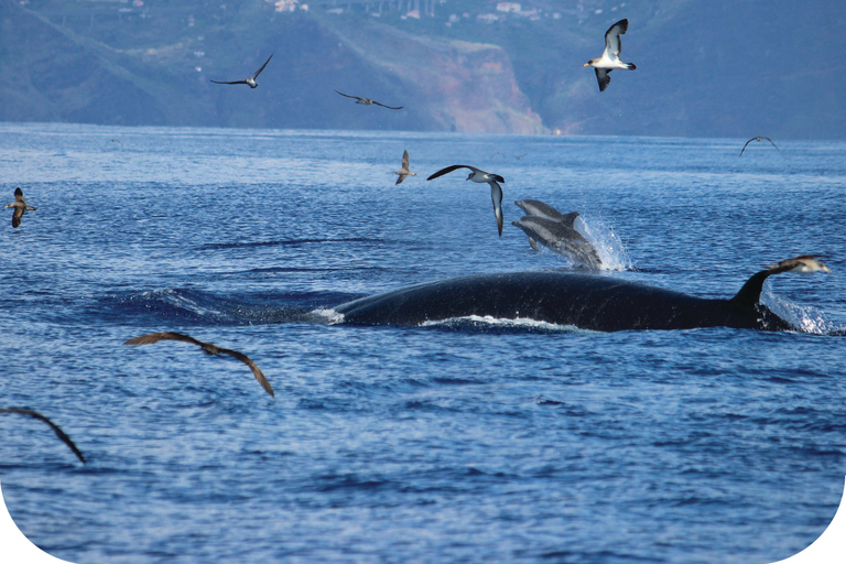 Madeira, Calheta: Whale and Dolphin Watching "H2oMadeira" Madeira Island: Whale and Dolphin Watching