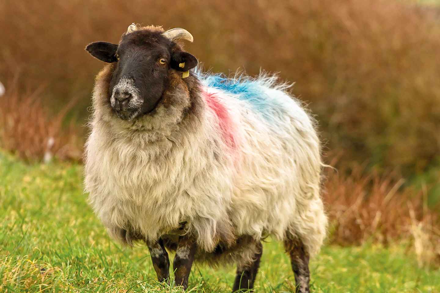 Desde Galway: Tour Guiado de Día Completo a Connemara y la Abadía de Kylemore