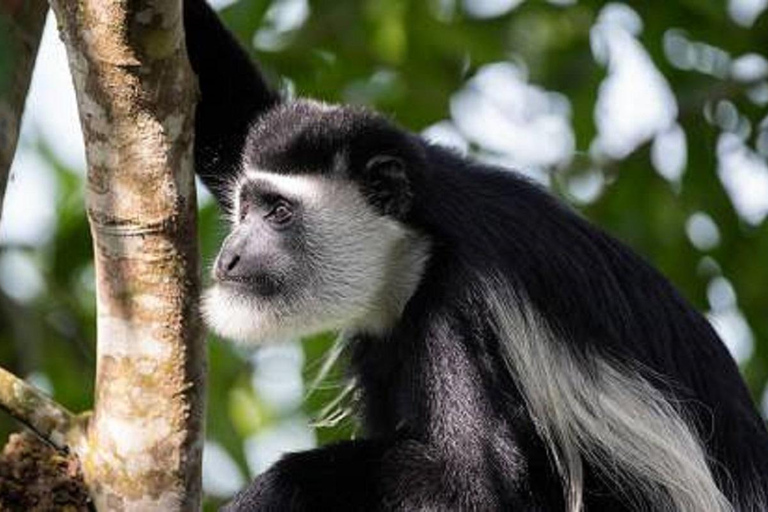 Uganda: 4-Day Queen Elizabeth National Park and Primate Tour