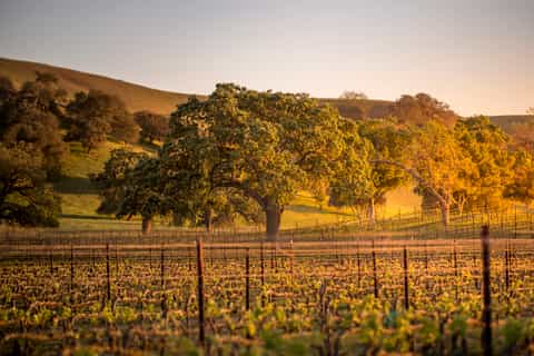 Santa Barbara: Wine Country Tour