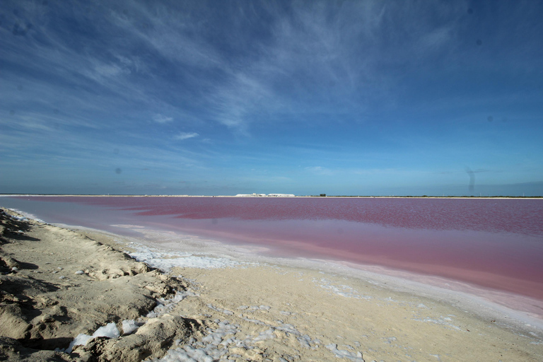 From Valladolid: Flamingo Tour, Rio Lagartos, Las Coloradas, Cenote + Lunch