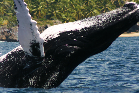 Samaná : observation des baleines