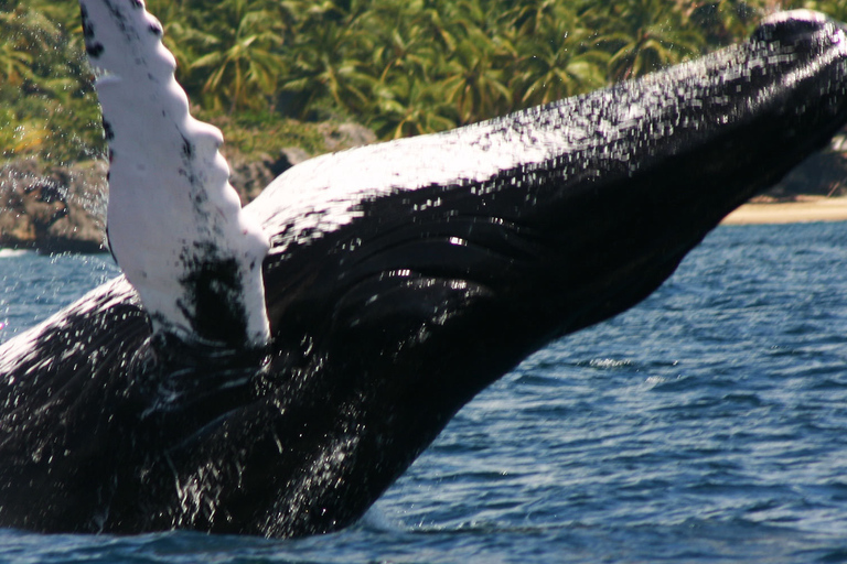 Samaná: avistaje de ballenas