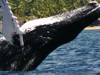 Samana: Whale Watching Tour