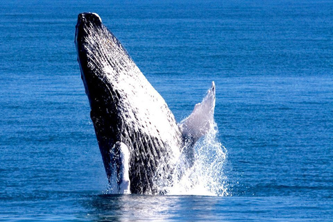 Samana: Whale Watching TourSamana: Walbeobachtungs-Tour