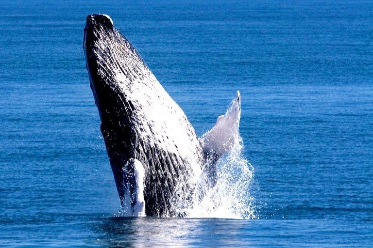 Samaná: avistaje de ballenas