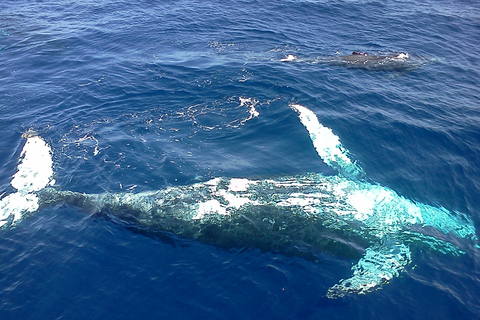 Samaná: avistaje de ballenas