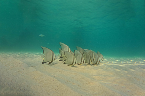 Ko Tao: Late Riser Snorkeling Tour with Lunch and Photos