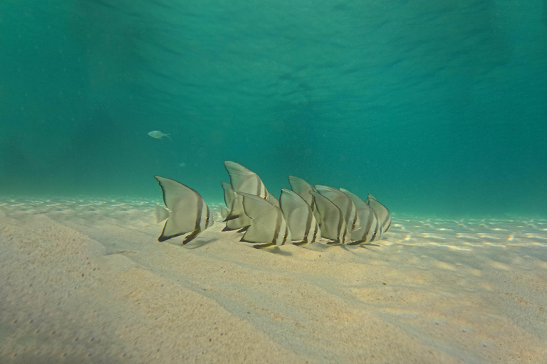 Ko Tao: Late Riser Snorkeling Tour with Lunch and Photos