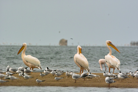 Highlight of Walvis Bay- Seal Colony & Dune 7