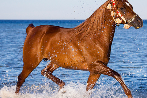 Hurghada: Excursión a caballo por el mar y el desierto, observación de estrellas, cena y espectáculoHurghada: Paseo a caballo de 2 horas sin parada para nadar