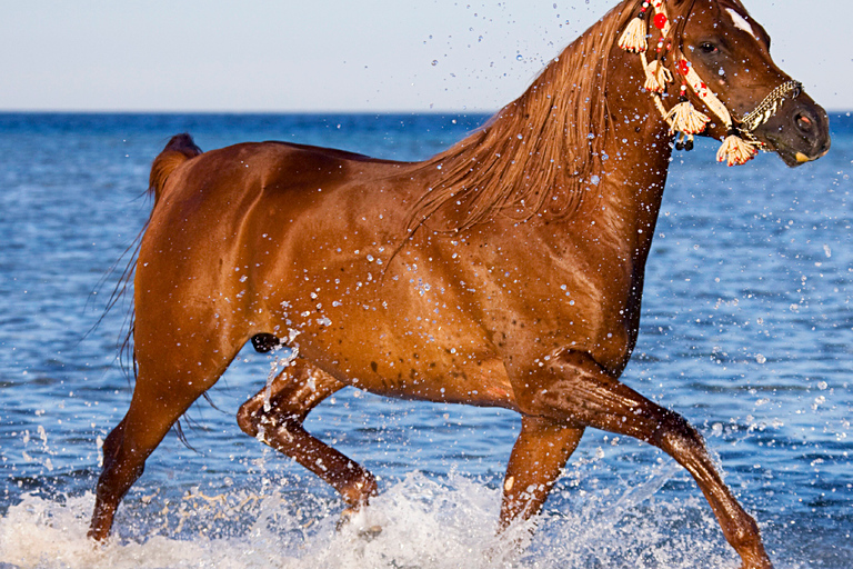 Hurghada: Passeio a cavalo pelo mar e pelo deserto, observação de estrelas, jantar e showGrupo Privado: Passeio a Cavalo de 1 Hora