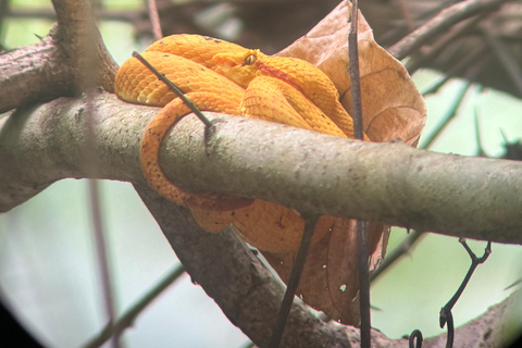 Cahuita: Walking Tour and Wildlife Sightseeing, Tour with Tour Guide