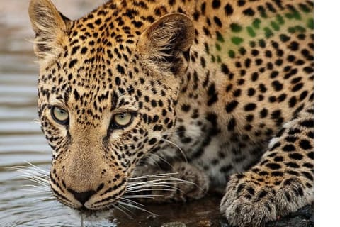 Inverdoorn: 3-Day Big Five & Cheetah Run Safari