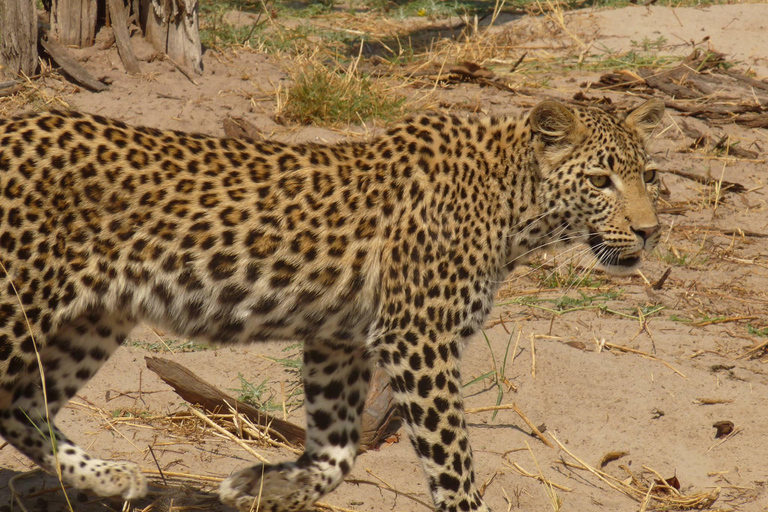 Salt Pans &amp; Delta: Tour with game drives, mokoro &amp; boat trip