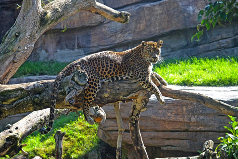 Valencia: Bioparc Valencia Biljett för inträde