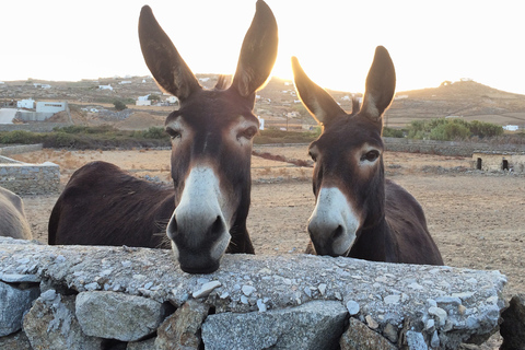 Mykonos: Passeio turístico de dia inteiro com almoçoMykonos: excursão turística de dia inteiro com almoço