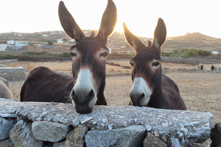 Mykonos: Passeio turístico de dia inteiro com almoçoMykonos: excursão turística de dia inteiro com almoço