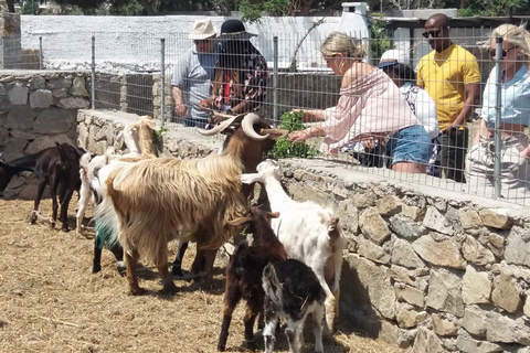 Mykonos: Passeio turístico de dia inteiro com almoçoMykonos: excursão turística de dia inteiro com almoço