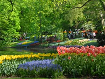 Amsterdam: Halbtägige Keukenhof-Führung mit Eintrittskarte Amsterdam: Halbtägige Keukenhof-Führung mit Eintrittskarte