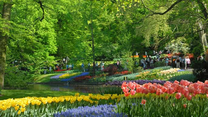 amsterdam halfday keukenhof guided tour with entrance