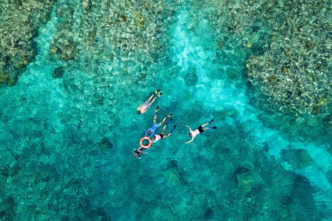Fra Cairns: Snorkel- og dykkertur ved Great Barrier Reef