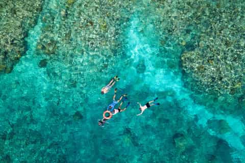 From Cairns: Premium Great Barrier Reef Snorkeling & Diving