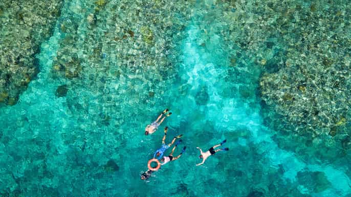 from cairns premium great barrier reef snorkeling diving