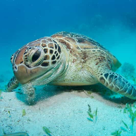 Ab Cairns Great Barrier Reef Schnorchel Und Tauchtour GetYourGuide