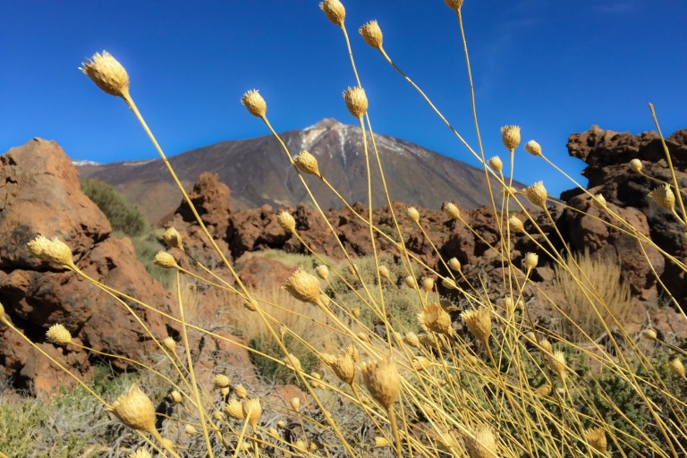 Tenerife: Teide National Park and Teno Full-Day Tour