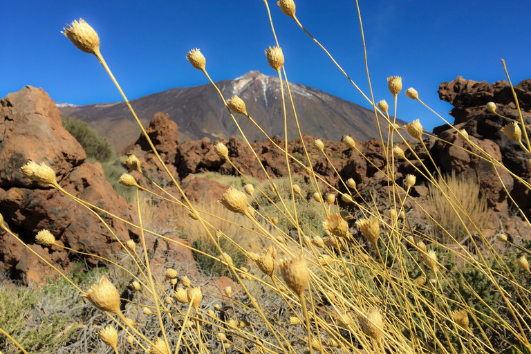 Teneriffa: Privat tur till nationalparkerna Teide och TenoRundtur med hotellupphämtning