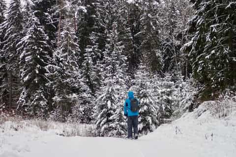 from vilnius labanoras forest kicksled adventure