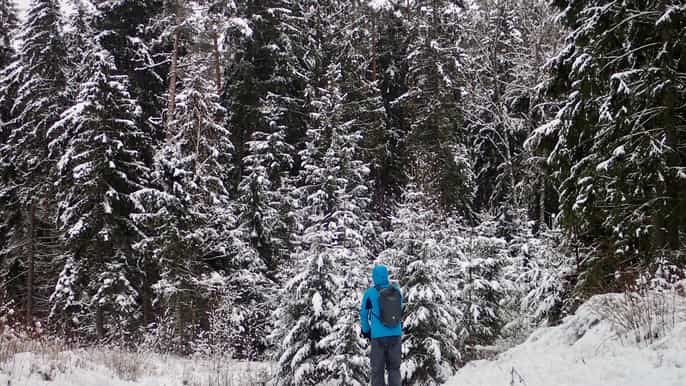 from vilnius labanoras forest kicksled adventure
