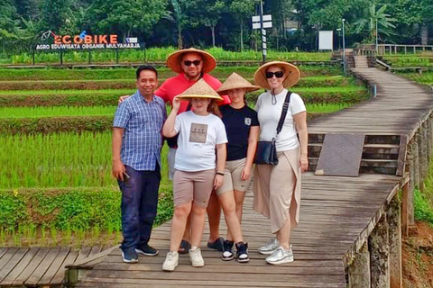 Jakarta Bogor Botanisk trädgård, risterrass och vattenfall