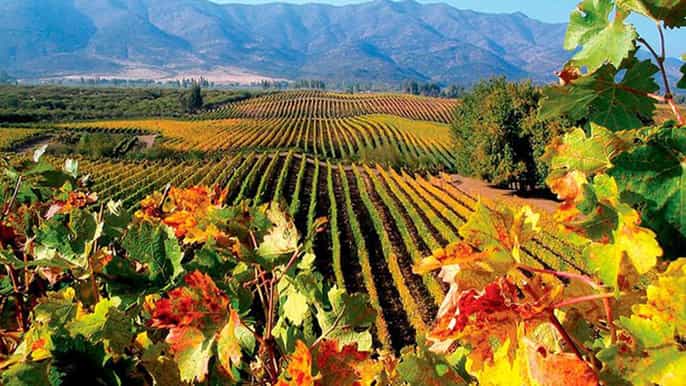 tour vinhos vale de casablanca attilio mochi e matetic