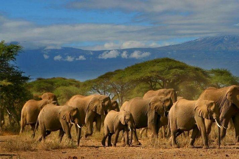 Nairobi: 4 Days epic trip to Amboseli, Tsavo West & East