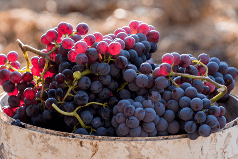 Barcelona: Priorat wijntour privé &amp; proeverijen en lunch