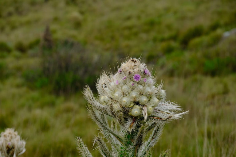 Aberdare National Park: Mount Satima Overnight Hike