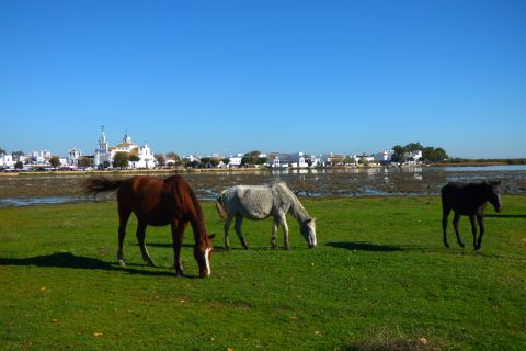 Tour fuoristrada del Parco Nazionale di Doñana da Siviglia