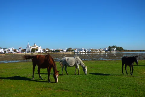 Excursión en todoterreno al Parque Nacional de Doñana desde Sevilla