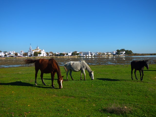 From Seville: Doñana National Park Wildlife Off-Road Tour