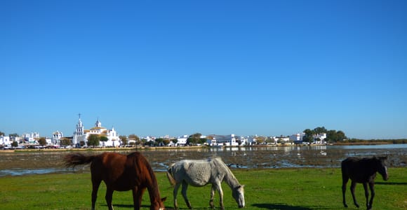 From Seville: Doñana National Park Wildlife Off-Road Tour