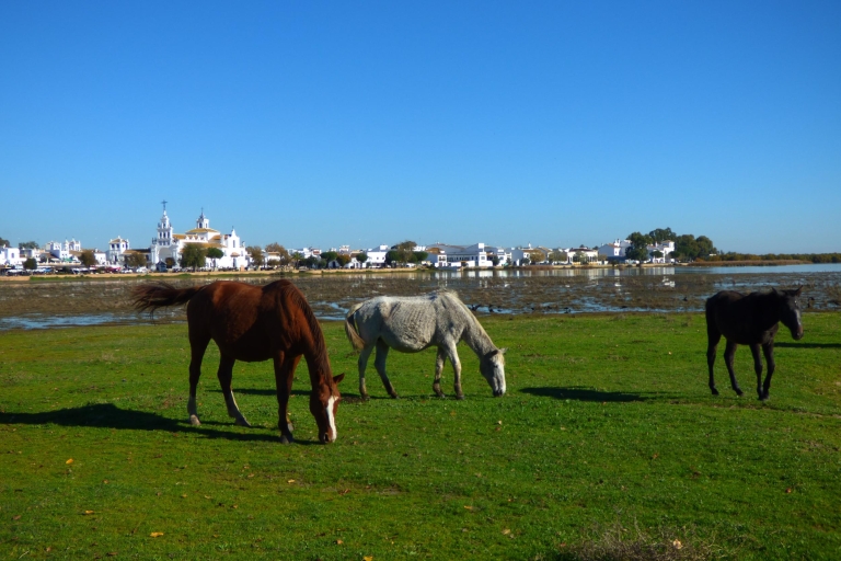 Doñana National Park Off-Road Tour from Seville Doñana National Park Off-Road Tour from Seville - Private
