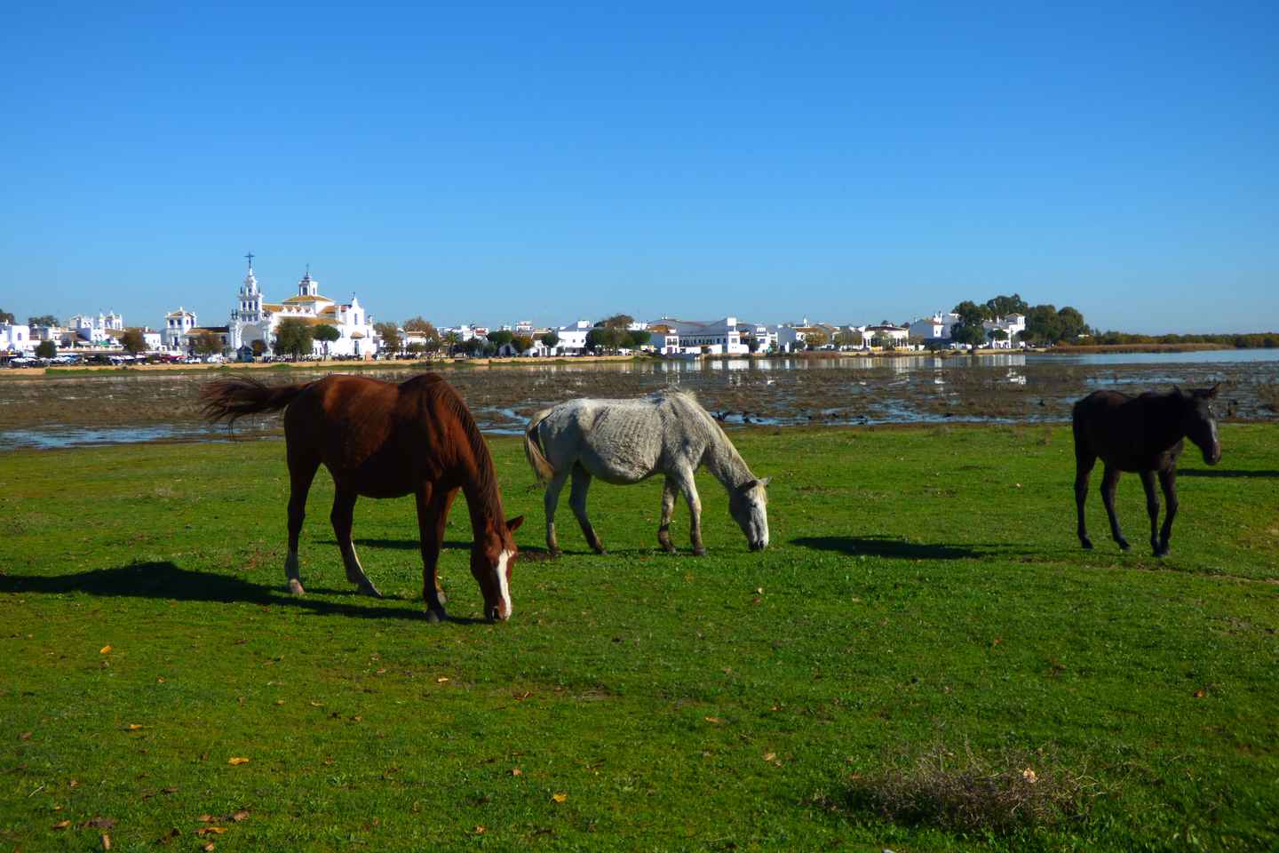 Doana National Park Off-Road Tour from Seville - Doñana National Park Off-Road Tour from Seville