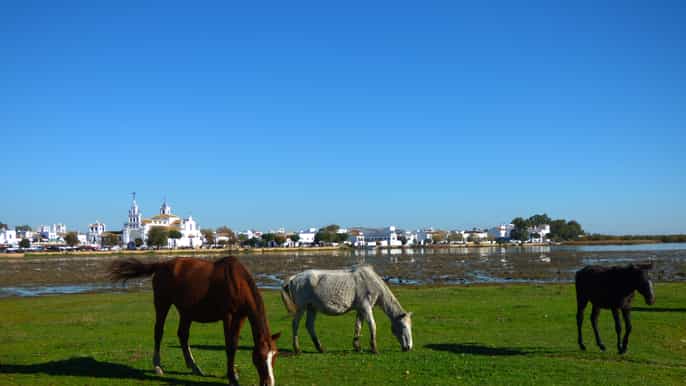 doñana national park offroad tour from seville