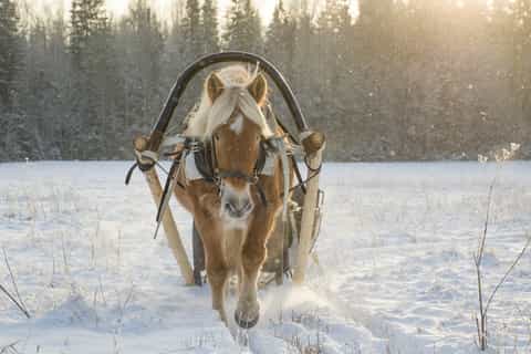 St. Petersburg: Winter Tour with Horse-Drawn Sleigh Ride